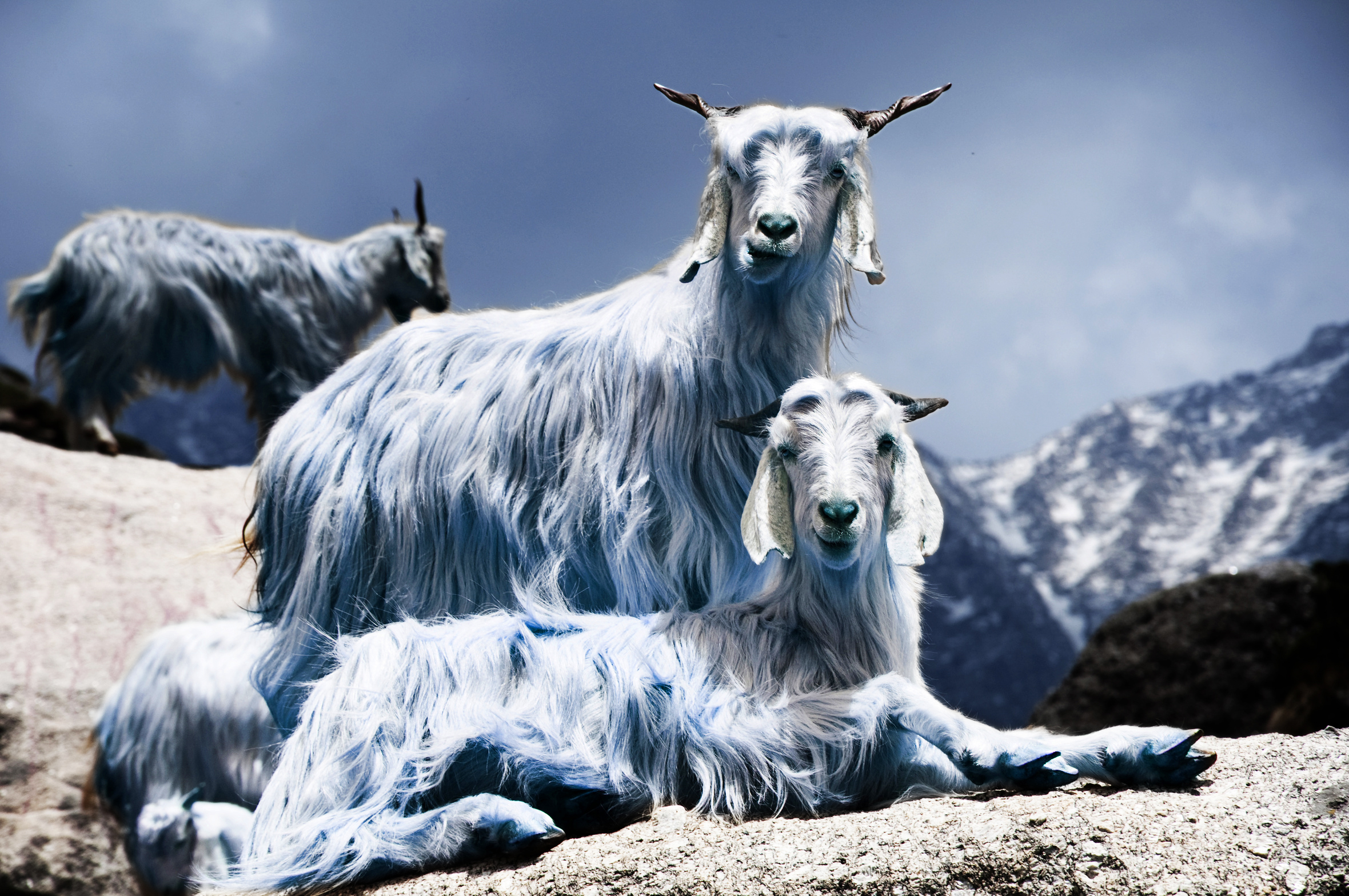 Goats on the Rocks